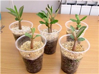 f2e62f88-adenium swazicum.JPG